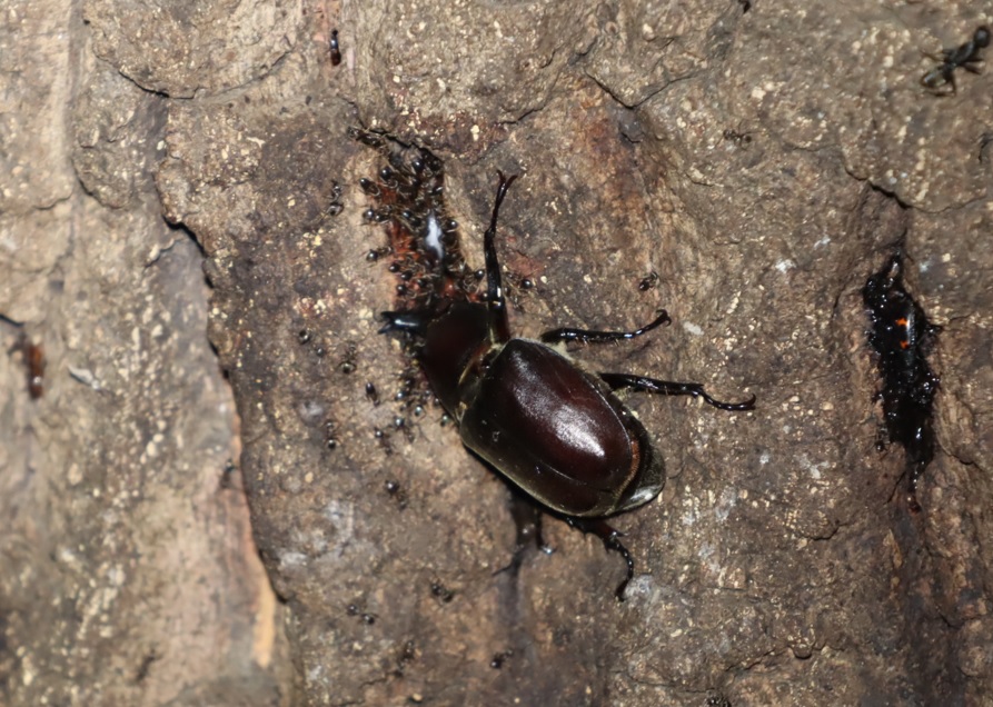 カブトムシ♂_No1のクヌギ_クワガタ達のオアシス_2023年7月24日19時45分 気温27.5度